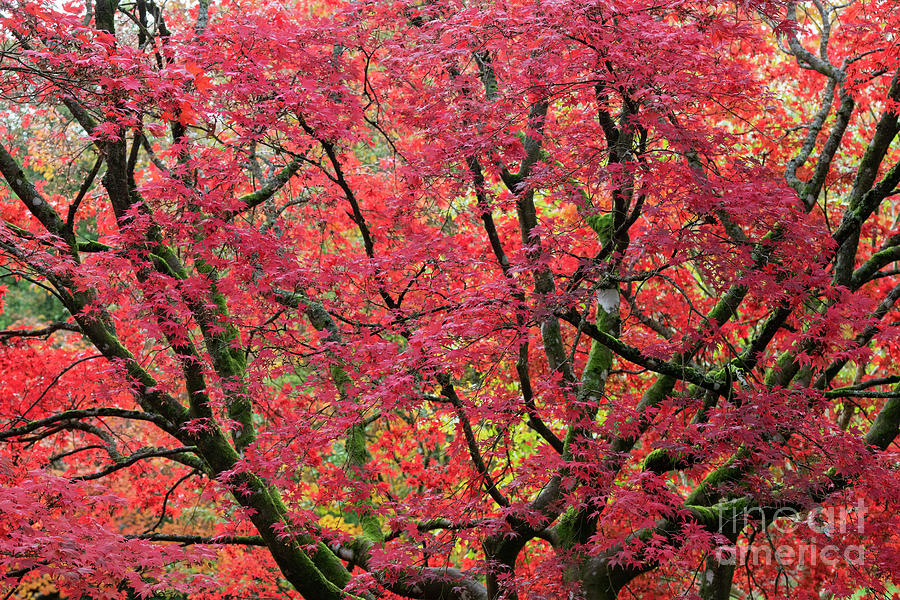 Acer Palmatum Westonbirt Red in Autumn Photograph by Tim Gainey