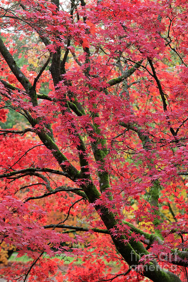 Acer Palmatum Westonbirt Red Tree in Autumn Photograph by Tim Gainey