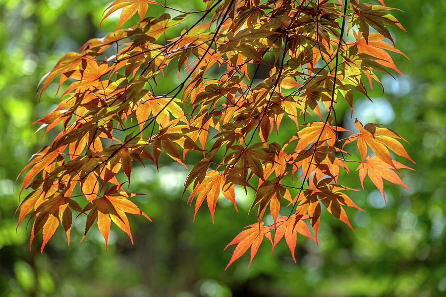 Acer Palmatum,close-up,danita Photograph by Lisa S. Engelbrecht - Pixels