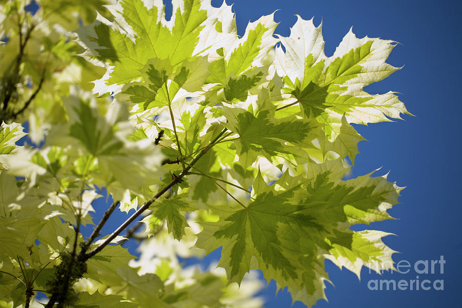 Acer Platanoides drummondii Photograph by Dr Keith Wheeler/science Photo Library