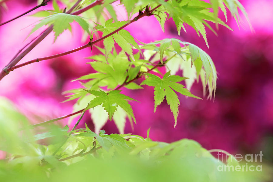 Acer Sango Kaku Foliage Photograph by Tim Gainey