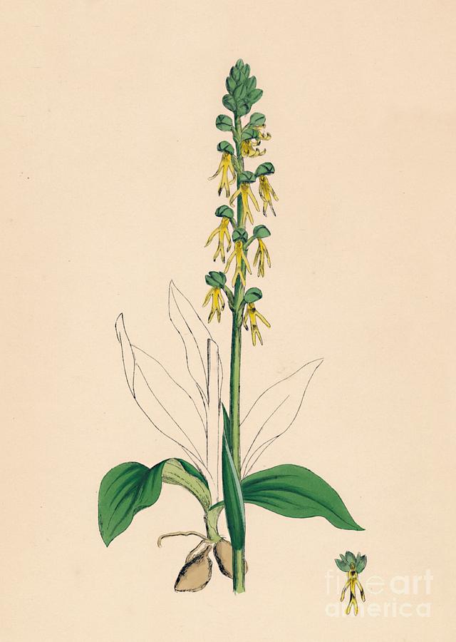 Aceras Anthropophora. Man Orchis Drawing by Print Collector