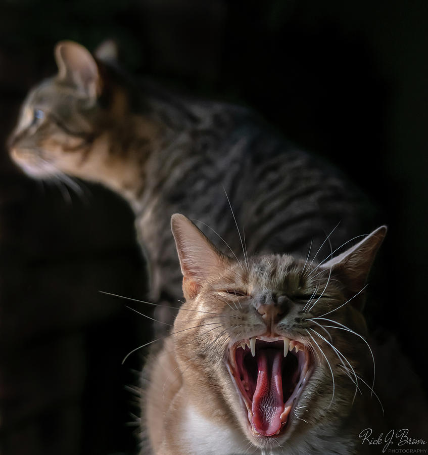 Achilles's Yawn by Rick J Brown Achilles's Yawn by Rick J Brown