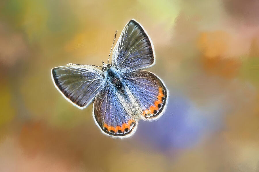 Butterfly Photograph - Acmon Blue by Donna Kennedy