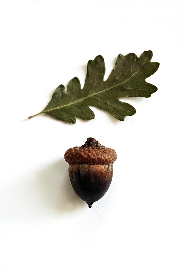 Acorn And Oak Leaf On White Surface Photograph by Susie Cushner