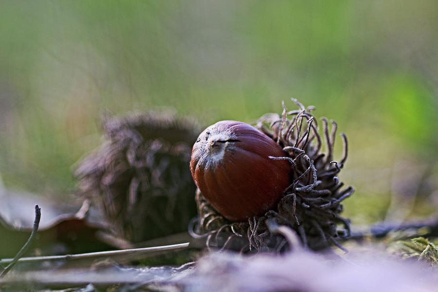 Acorn close up Photograph by Martin Smith