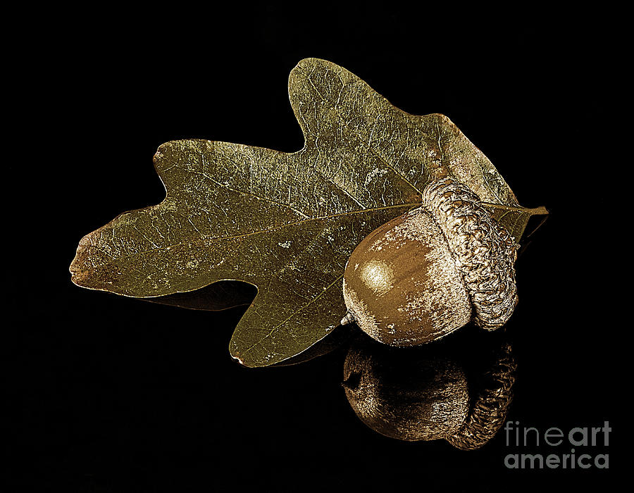Acorn in Gold Photograph by Joseph Miko