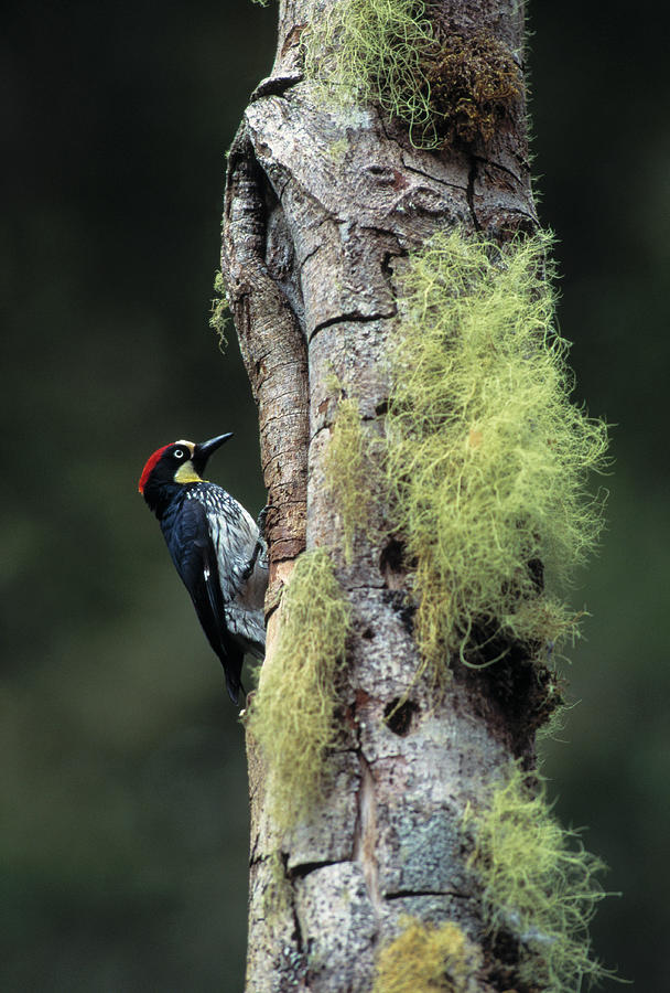 Acorn Woodpecker At Nest Hole Photograph by Nhpa