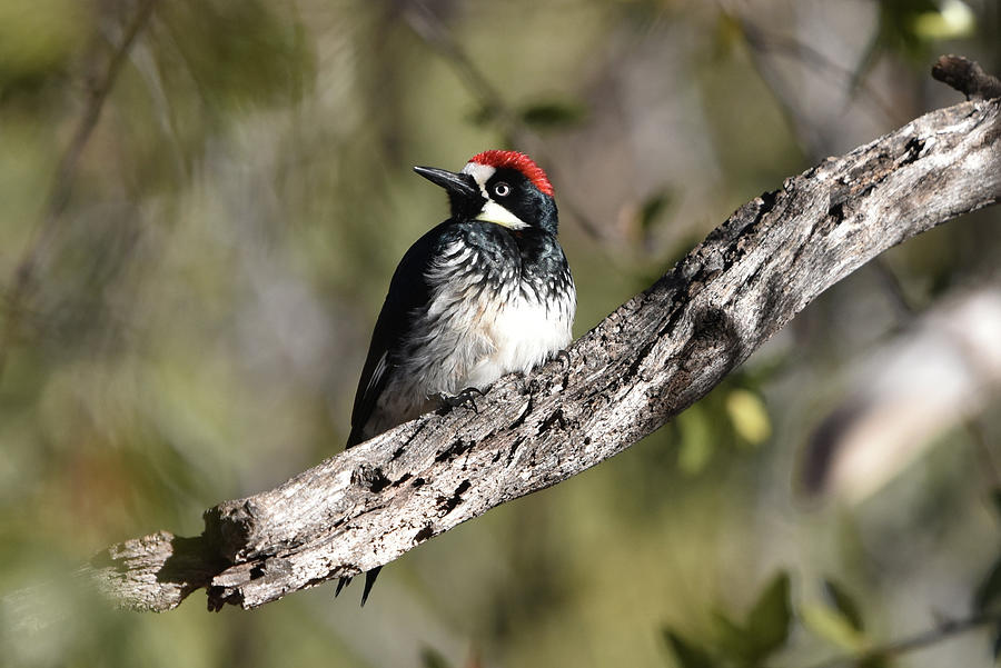 Acorn Woodpecker Photograph by Ben Foster