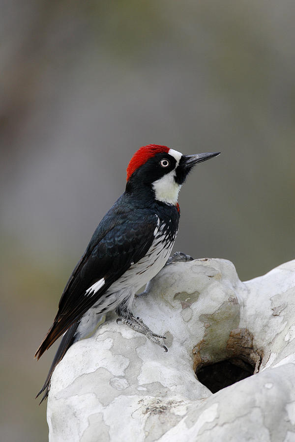 Acorn Woodpecker Photograph by James Zipp