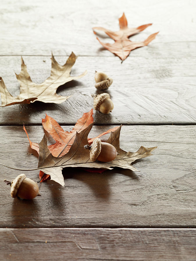 Acorns And Leaves Photograph by Shana Novak