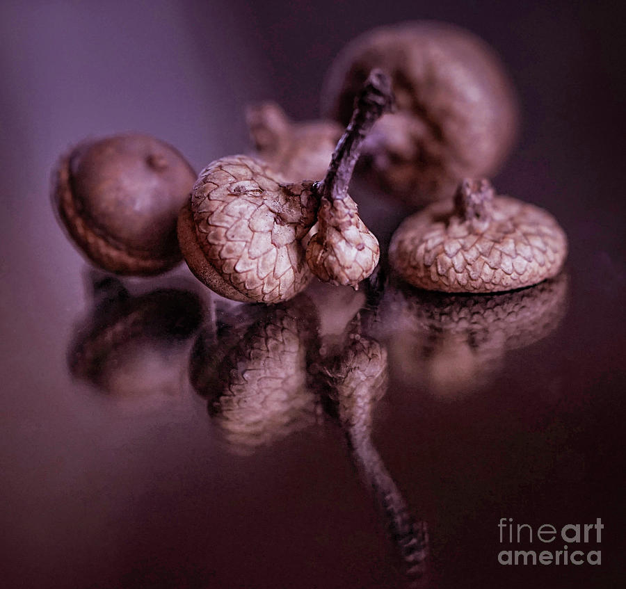 Acorns by Cathy Donohoue Acorns by Cathy Donohoue