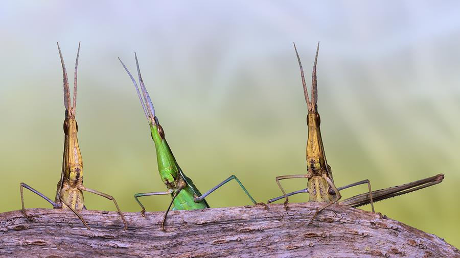 Grasshopper Photograph - Acrida Trio by Jimmy Hoffman