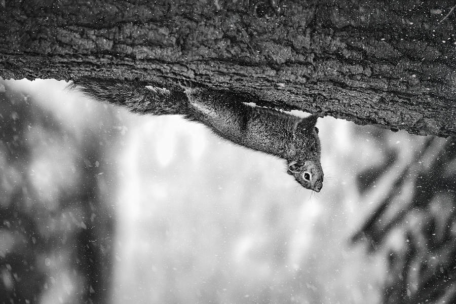 Acrobat Photograph by Alex Zhao - Fine Art America