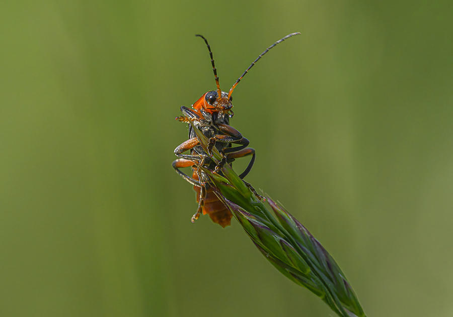 Acrobatic Bug Photograph by Marketa Zvelebil Phd Lrps Crgp.