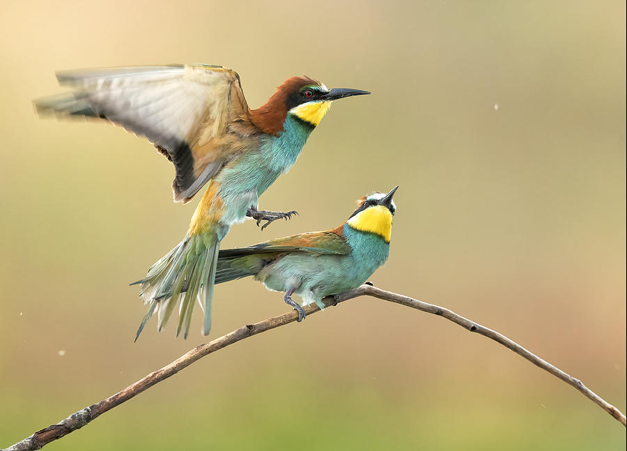 Acrobatic Coupling Photograph by Marco Barisone