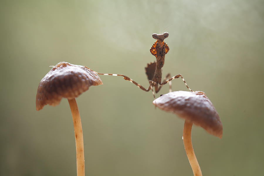 Acrobatic On Top Mushrooms Photograph by Abdul Gapur Dayak