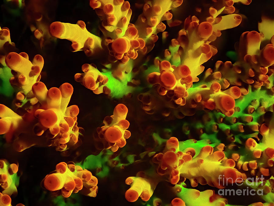 Acropora Branching Coral Fluorescing Photograph by Louise Murray ...