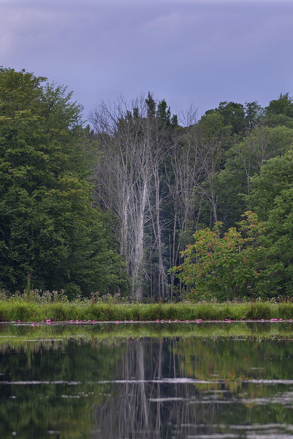 Across the Pond Photograph by Deborah Ritch
