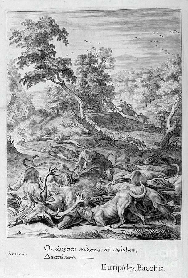 Actaeon Turned Into A Stag And Devoured Drawing by Print Collector