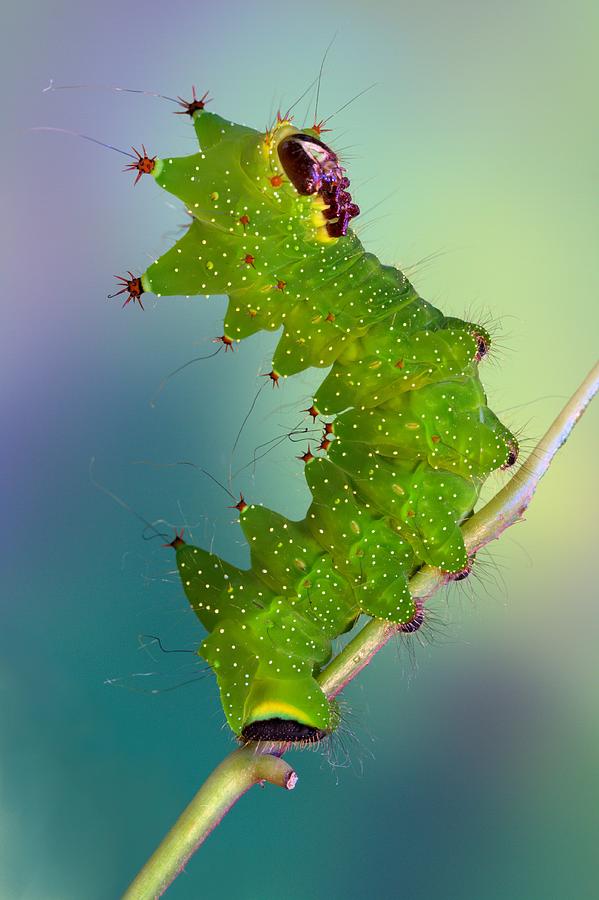 Insects Photograph - Actias by Jimmy Hoffman