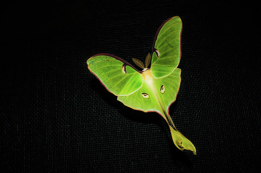 Actias Luna Moth Photograph by Scott Kroeker (natural Light Magic)