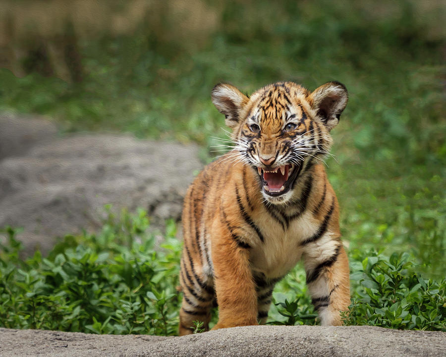Tiger Photograph - Acting Tough by Galloimages Online