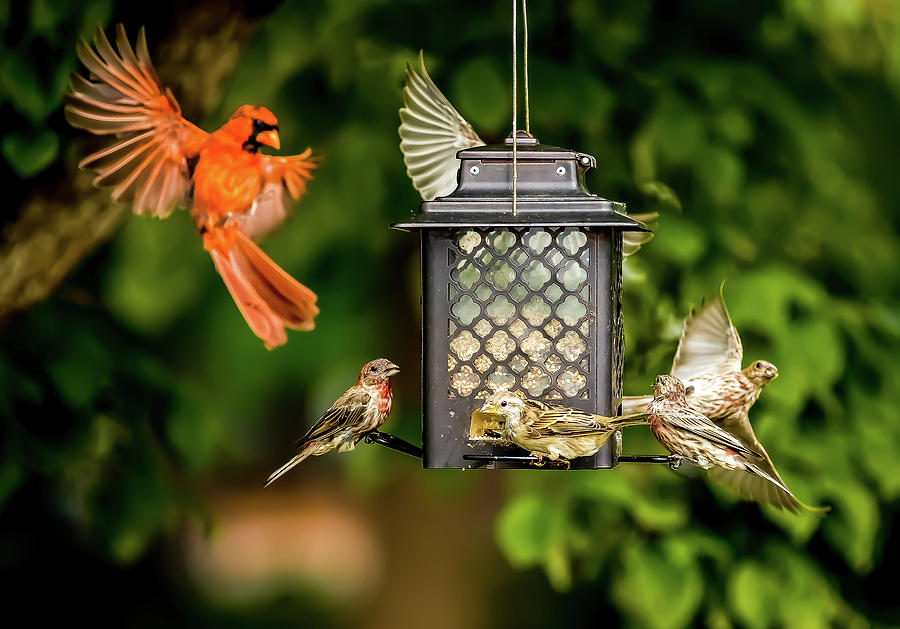 Action at the Bird Feeder Cafe Digital Art by Ed Stines