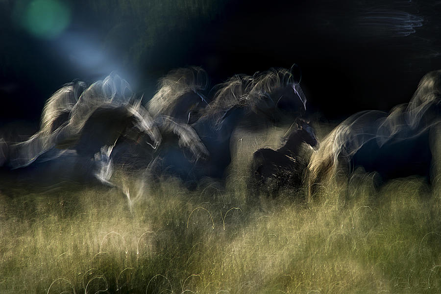 Horses Photograph - Action Horses by Milan Malovrh Horses Photograph - Action Horses by Milan Malovrh