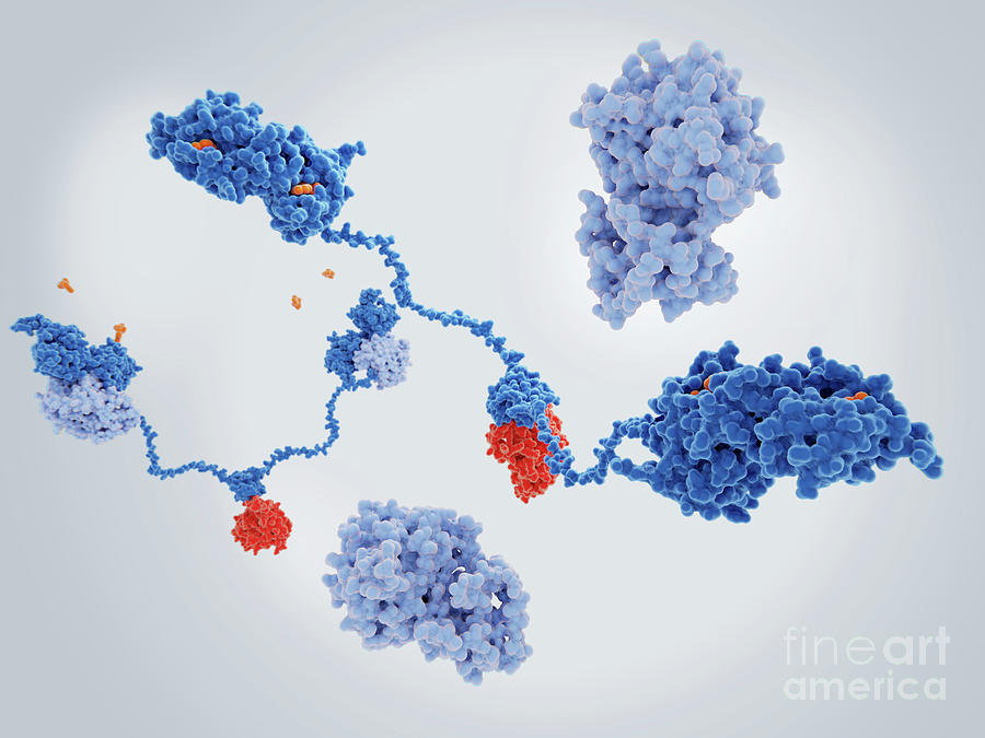 Activated Camp-dependent Protein Kinase Molecule Photograph by Juan Gaertner/science Photo Library