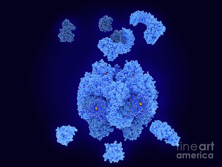 Activation Of Nlrp3 Inflammasome Photograph by Juan Gaertner/science Photo Library