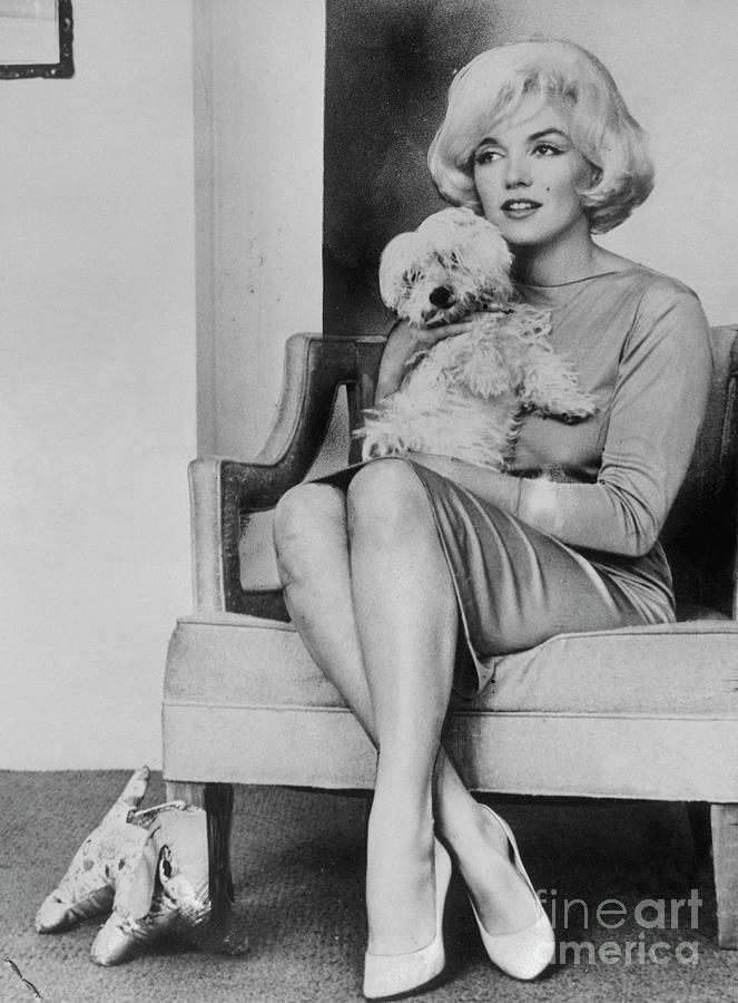 Actress Marilyn Monroe Holding Dog Photograph by Bettmann