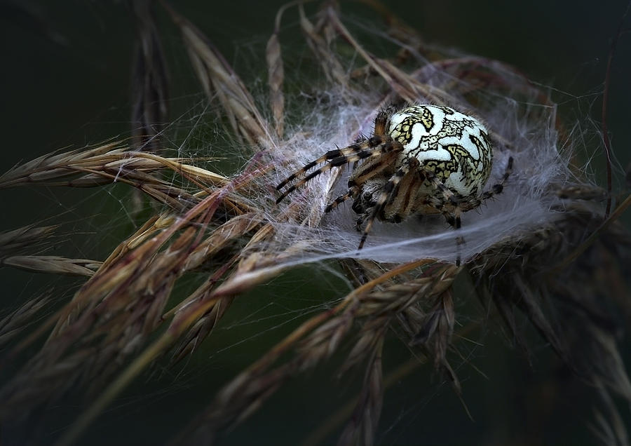 Spider Photograph - Aculepeira Ceropegia_eichblattspinne by Franz Schumacher