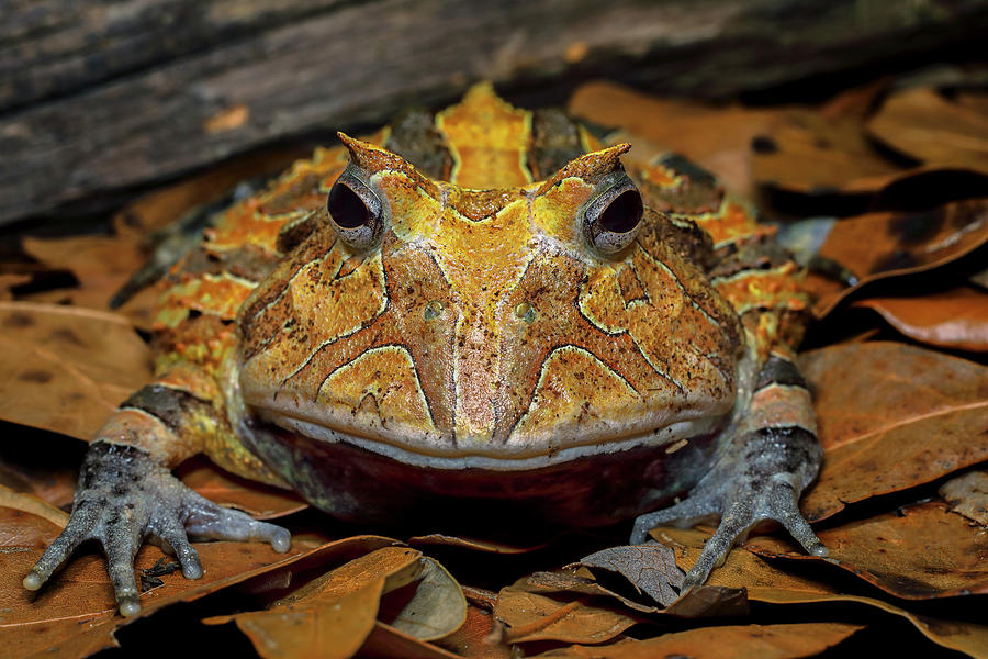 Adam Jones,amphibian,ceratophrys,danita Photograph by Adam Jones - Fine ...