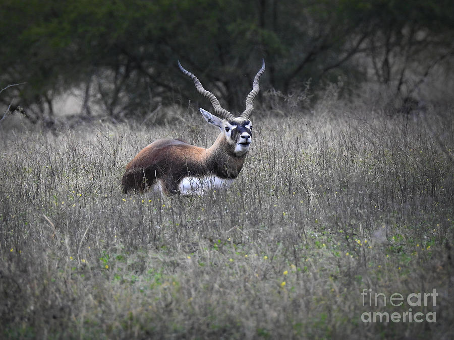 Addax Exotic Antelope landscape Photograph by Ella Kaye Dickey
