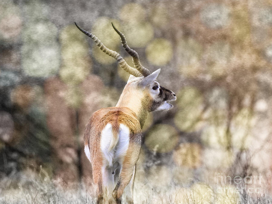 Addax Screw Horn Antelope Photograph by Ella Kaye Dickey