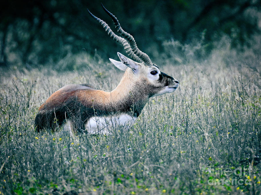 Addax - White Antelope Photograph by Ella Kaye Dickey