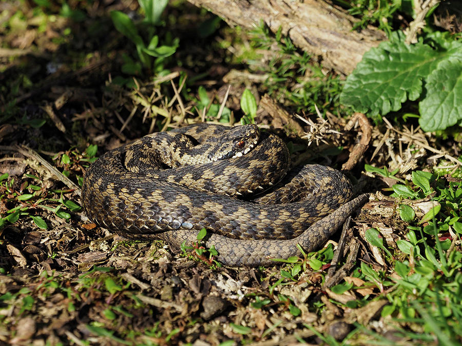 Adder Male Newly Emerged From Hibernation Basking In Weak Photograph by ...