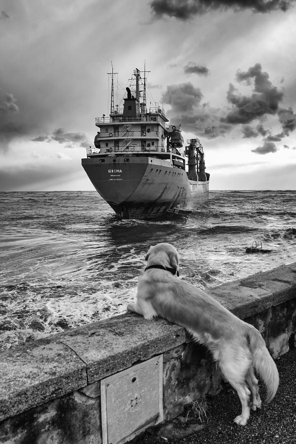 Dog Photograph - Addio by Massimo Della Latta