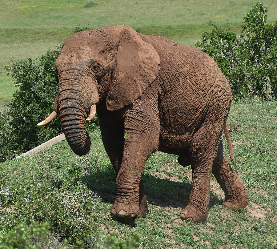 Addo Elephant Photograph by Ben Foster