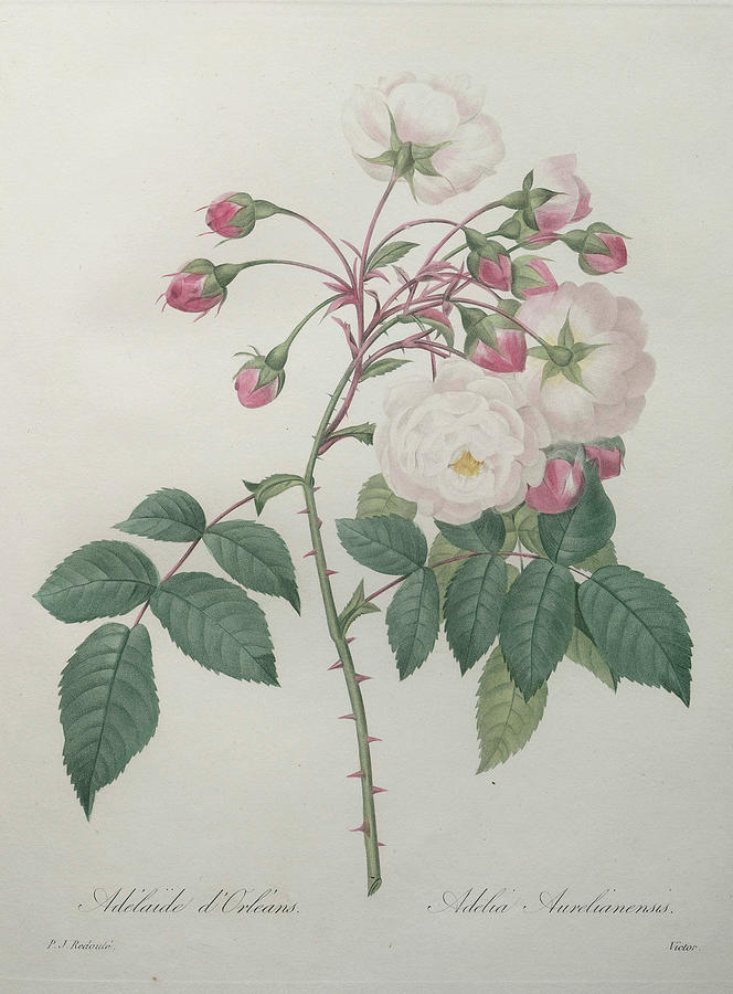 Adelaide of Orleans Rose Painting by Pierre-Joseph  Redoute
