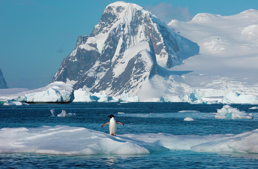 Adelie Penguin, Antarctica Photograph by Mint Images/ Art Wolfe