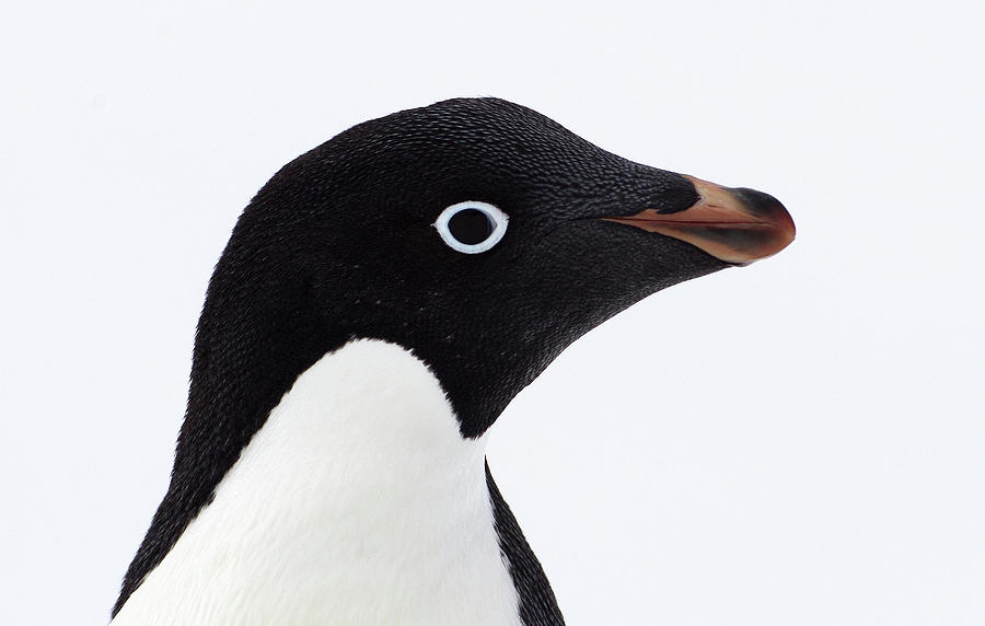 Adelie Penguin, Antarctica, Southern Photograph by Cultura Rf/brett Phibbs