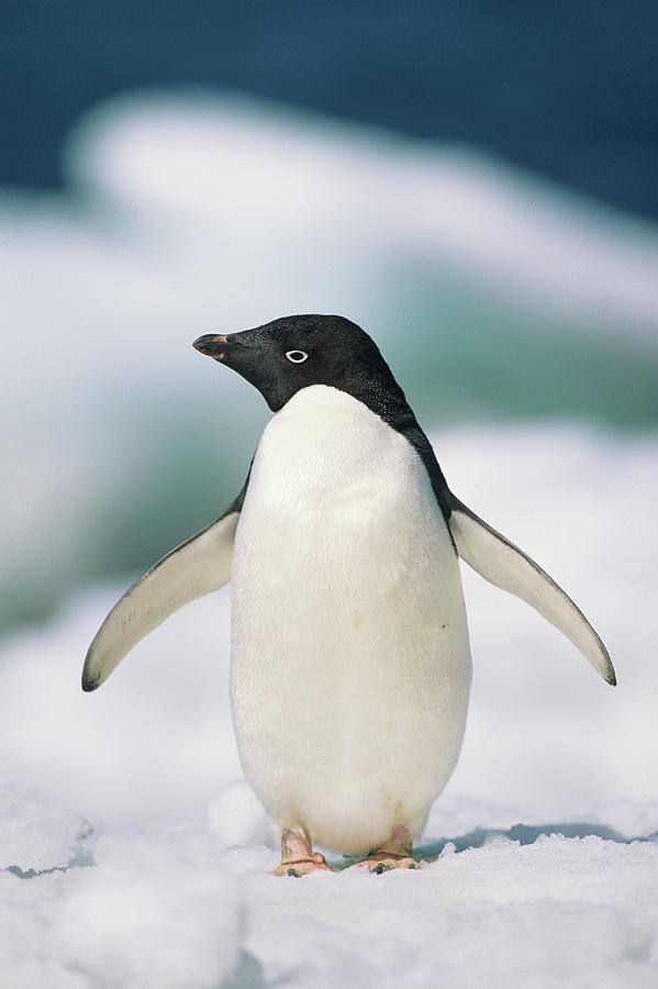 Adelie Penguin, Close-up Photograph by Tom Brakefield