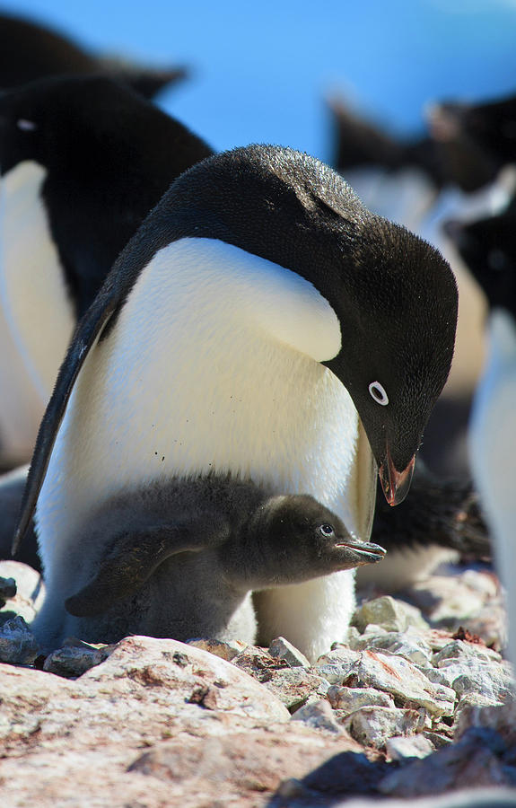 Penguin Photograph - Adelie Penguin Devil Island, Antarctica by Tom Norring