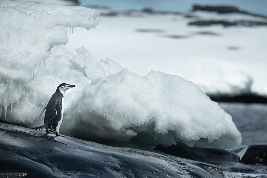 Penguin Photograph - Adelie Penguin by Joan Gil Raga
