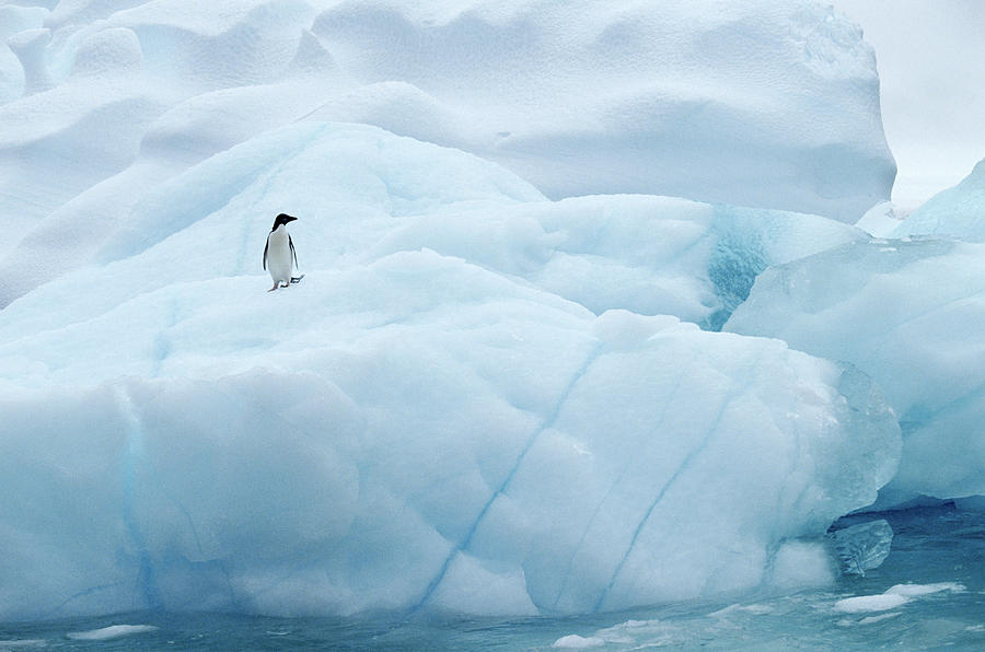 Adelie Penguin On Iceberg In The Photograph by Joseph Van Os Adelie Penguin On Iceberg In The Photograph by Joseph Van Os