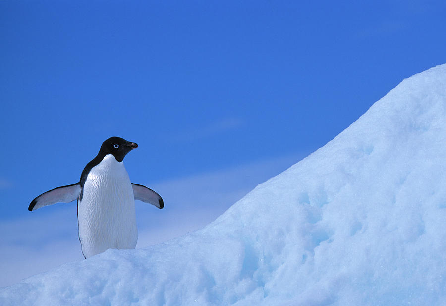 penguins on iceberg