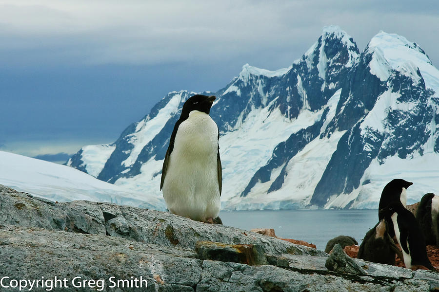 Adelie penguin on Peterman Island Antartica Photograph by Greg Smith