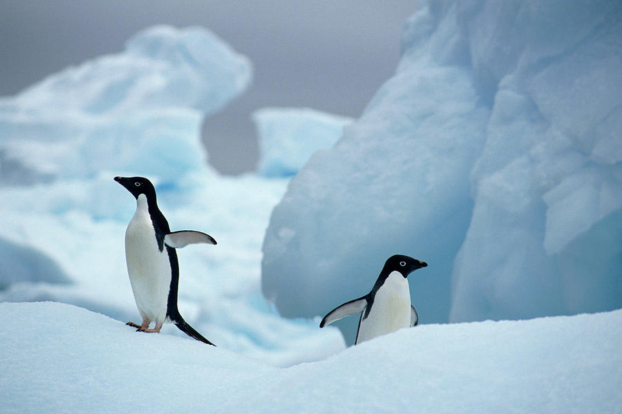 Adelie Penguin Pygoscelis Adeliae Two Photograph by Nhpa